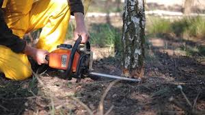 Pine, AZ Tree Removal Company